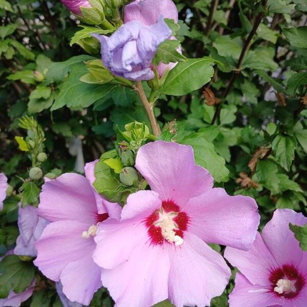 Hibiscus syriacus Blüte