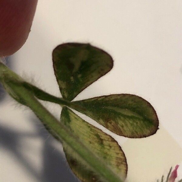 Trifolium hirtum Leaf