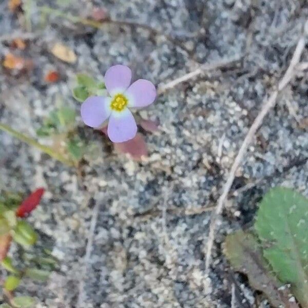 Marcus-kochia triloba Flor