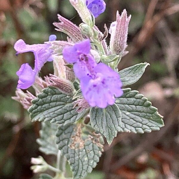 Nepeta racemosa Flower