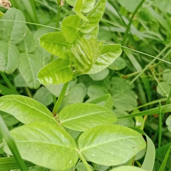 Vicia sepium 葉