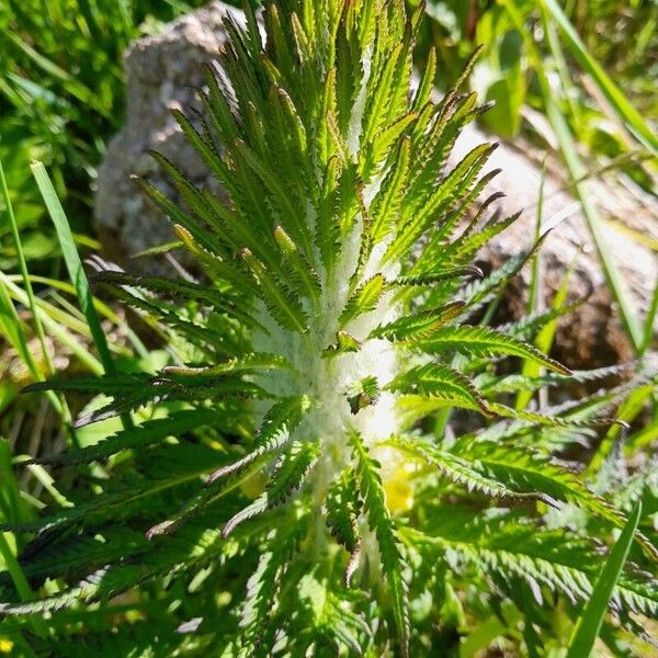 Pedicularis foliosa List