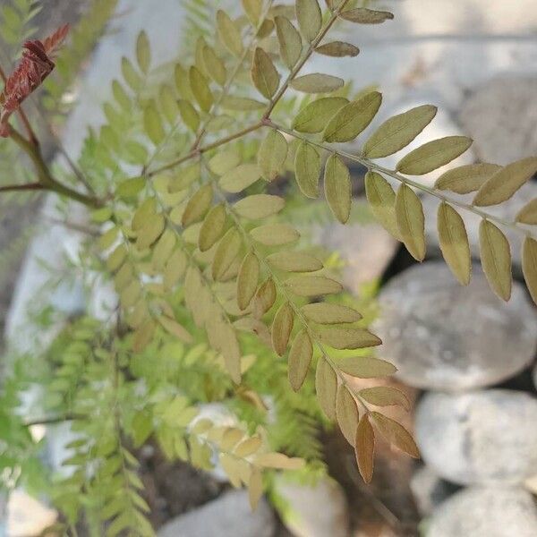 Gleditsia aquatica Leaf