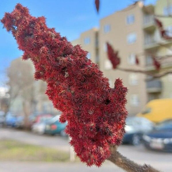 Rhus typhina Fruto