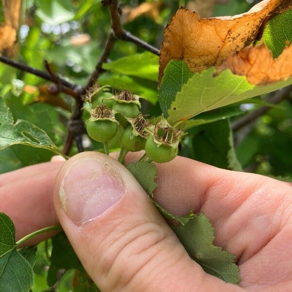 Crataegus submollis Plod