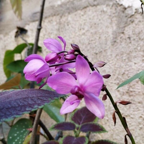 Spathoglottis plicata Flor