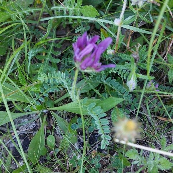 Astragalus hypoglottis Habitus