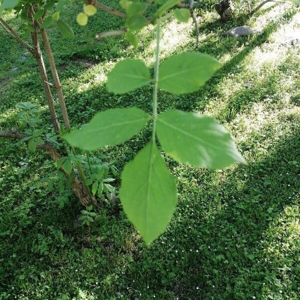 Sambucus nigra ഇല