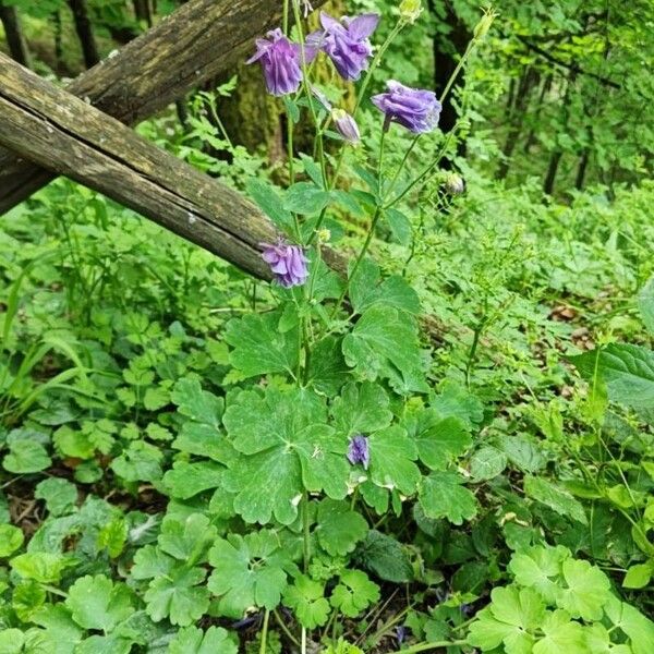 Aquilegia nigricans Folio