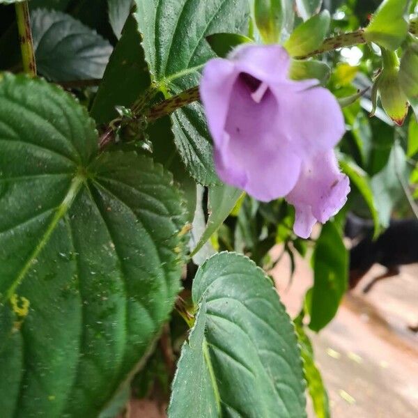 Gloxinia perennis 花