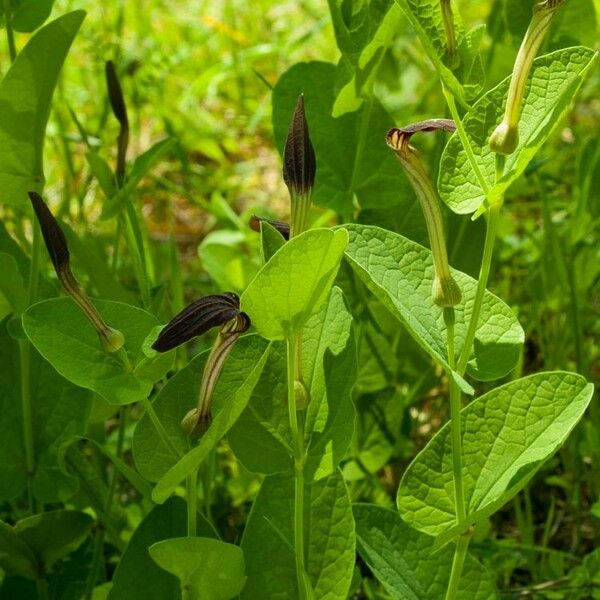 Aristolochia rotunda Flower