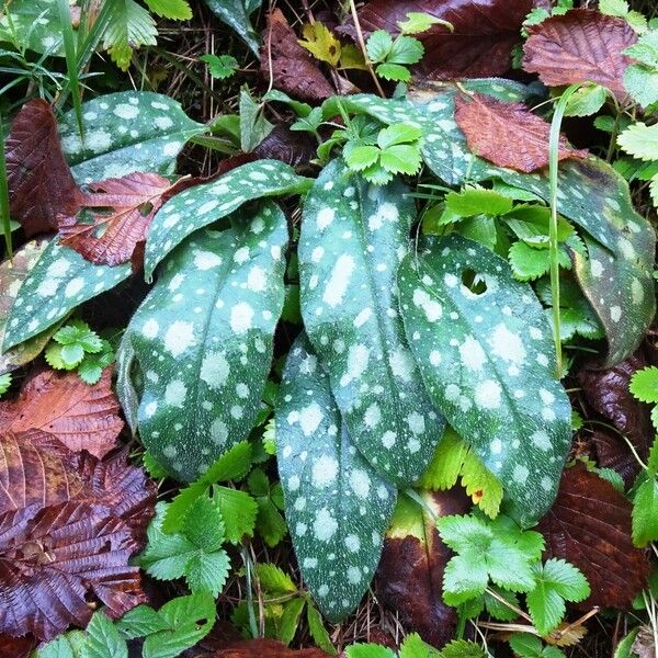 Pulmonaria affinis Облик