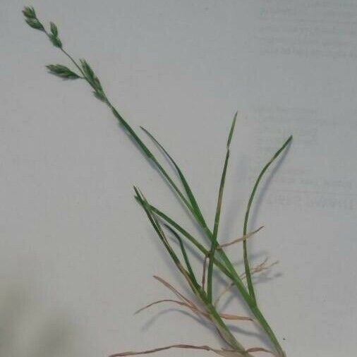 Poa compressa Habit