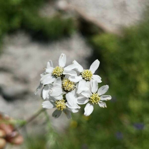 Achillea atrata Floro