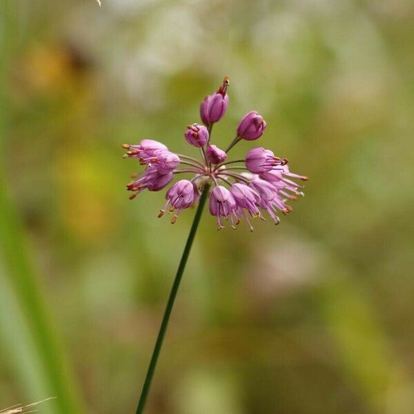 Allium thunbergii Flor
