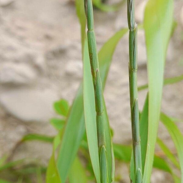 Lolium rigidum Blüte