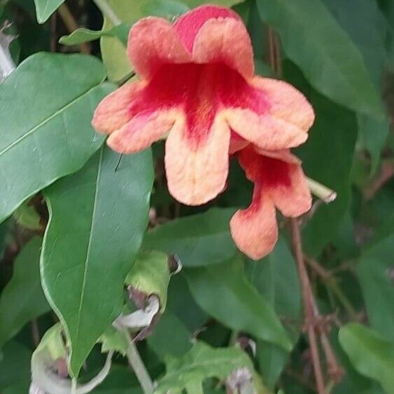 Bignonia capreolata Λουλούδι