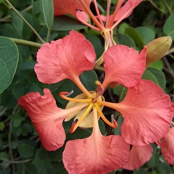 Bauhinia galpinii Flower