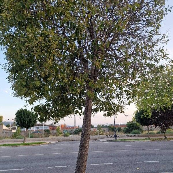 Ligustrum lucidum Folha