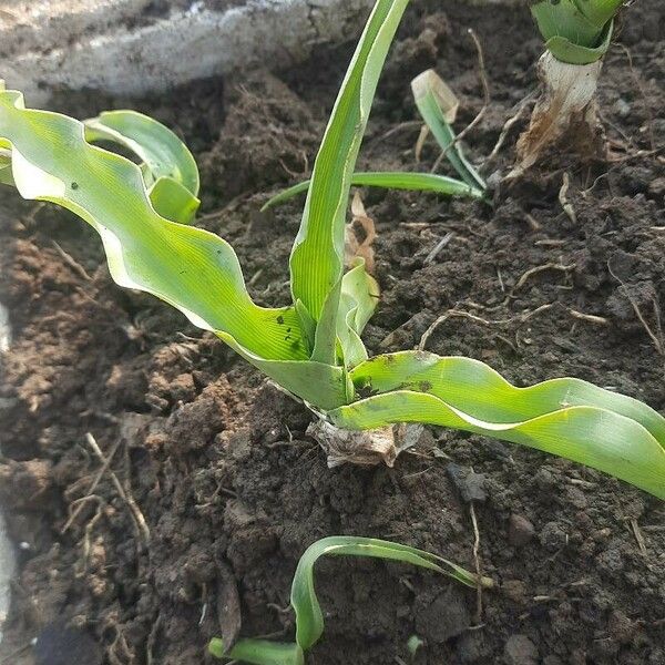 Crinum macowanii List