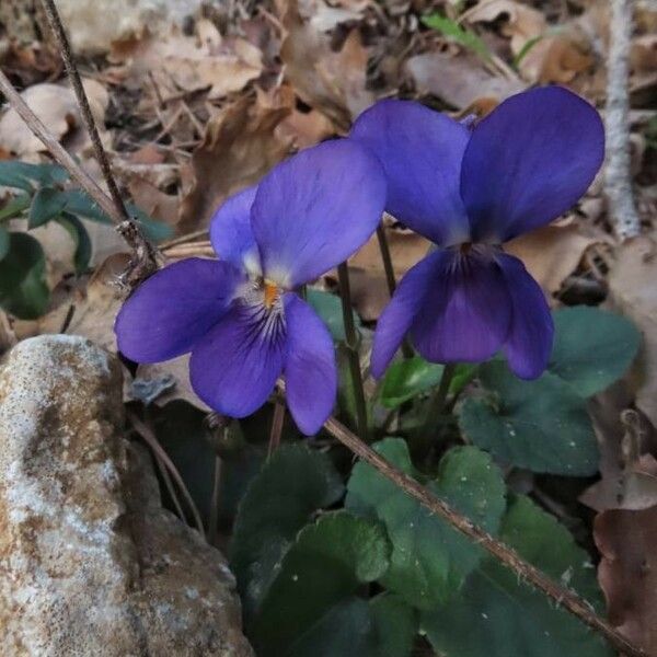 Viola odorata Flor