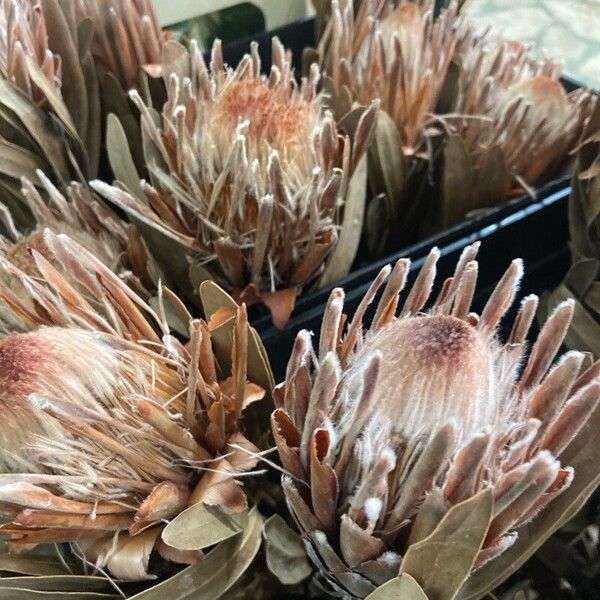 Protea cynaroides Kwiat