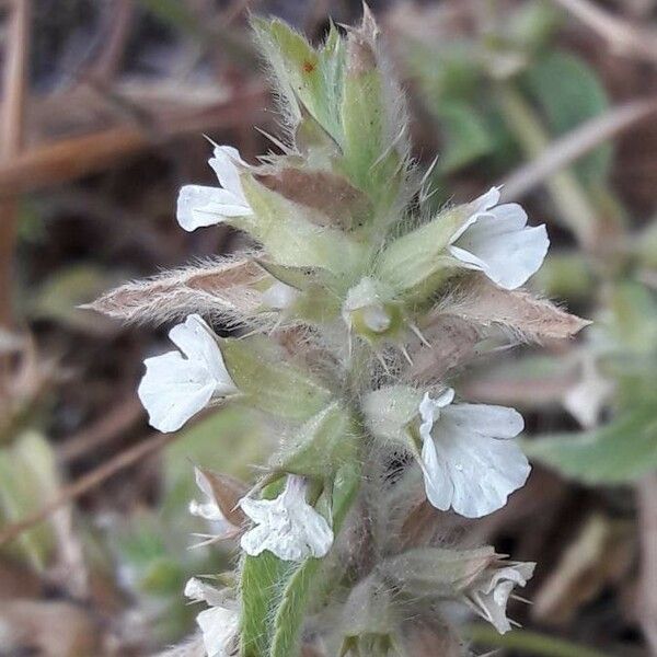 Sideritis romana 花