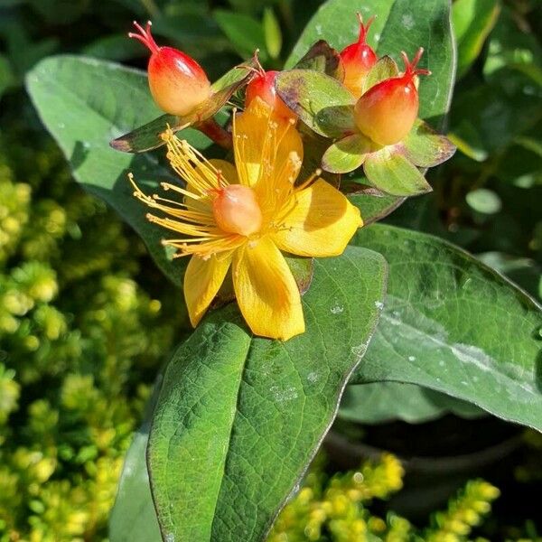 Hypericum × inodorum ᱥᱟᱠᱟᱢ