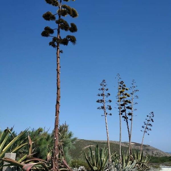 Agave sisalana Ostatní