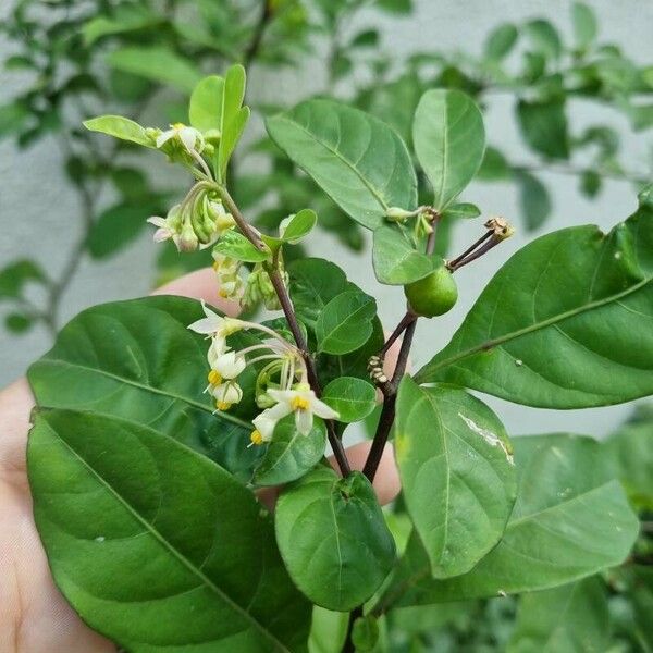 Solanum diphyllum Floro