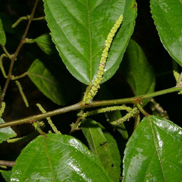 Acalypha diversifolia برگ