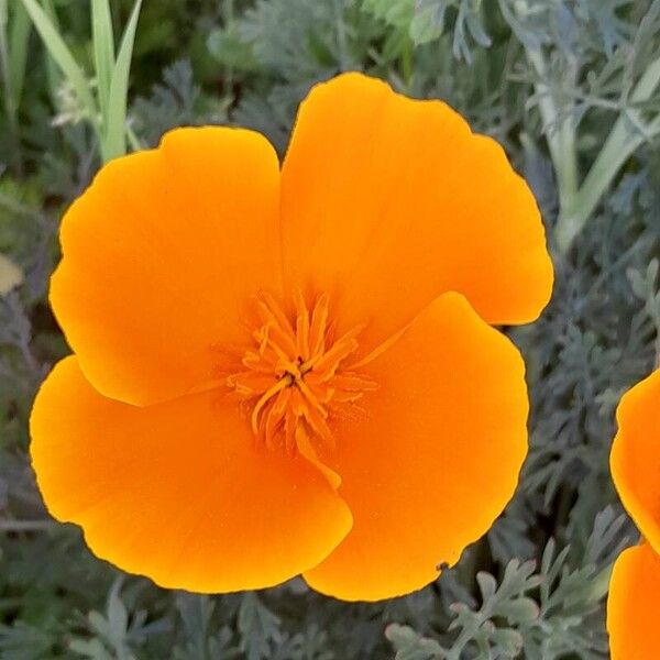 Eschscholzia californica Blüte