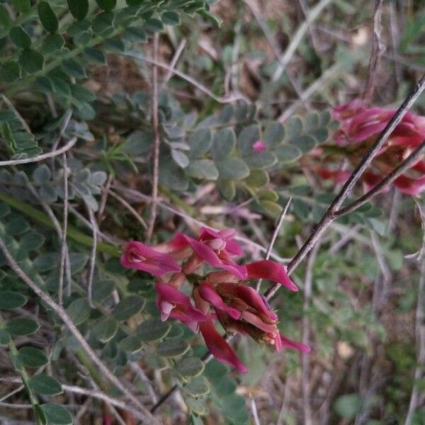 Astragalus incanus Blomst