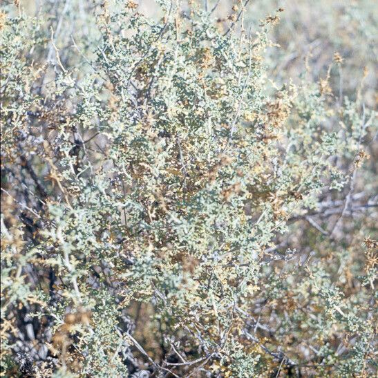 Atriplex canescens Bark