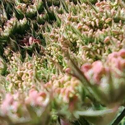 Daucus carota Virág