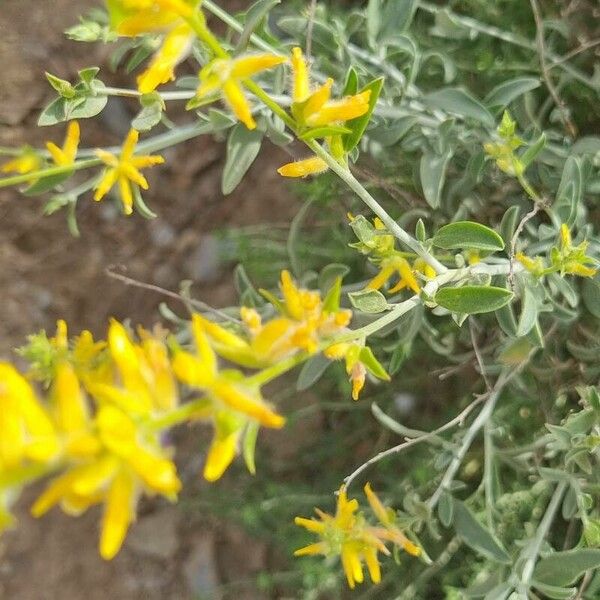 Anthyllis terniflora Flor