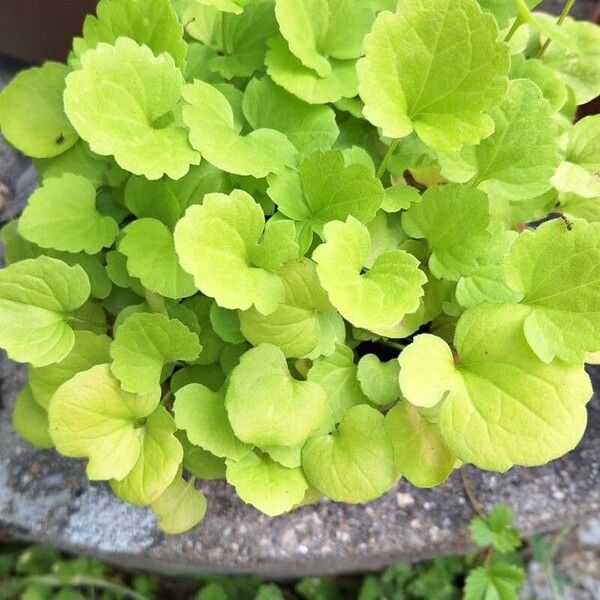 Centella asiatica Leaf