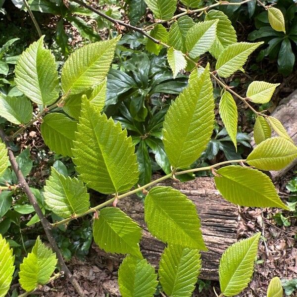 Ulmus americana ഇല