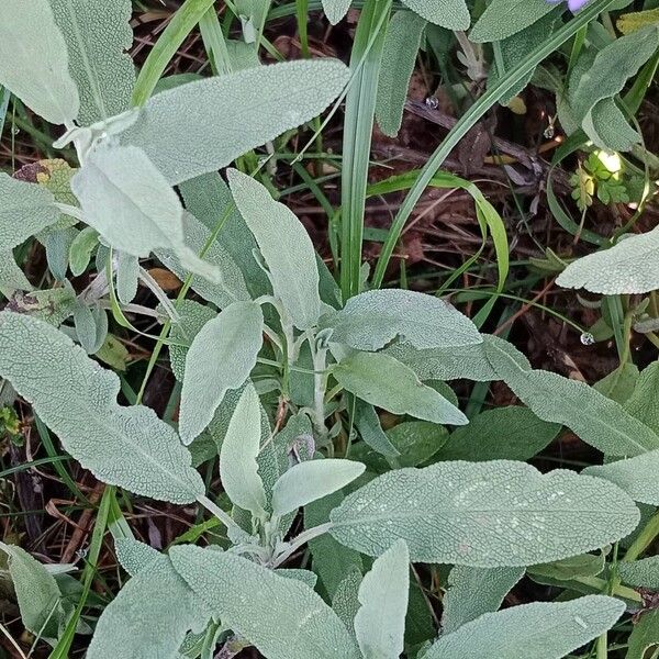 Salvia officinalis Лист