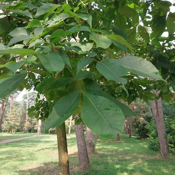 Carya glabra পাতা