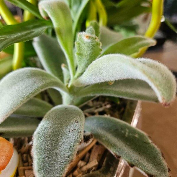 Kalanchoe tomentosa Frunză