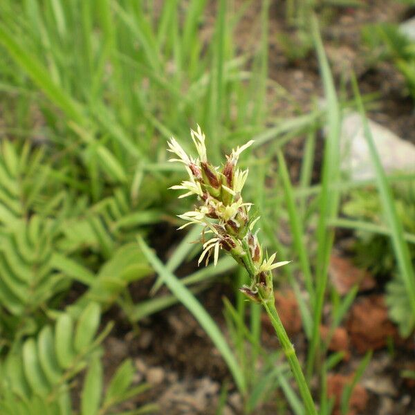 Scleria bulbifera Flower