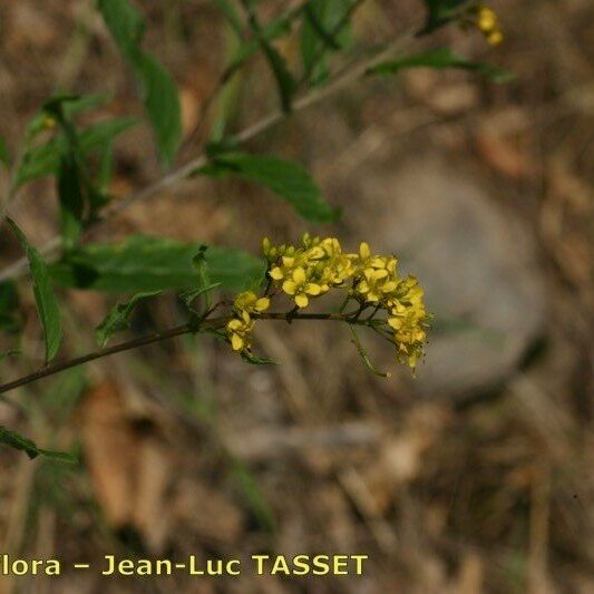 Sisymbrium strictissimum 花