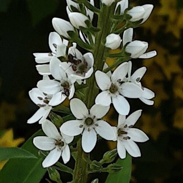 Lysimachia clethroides Çiçek