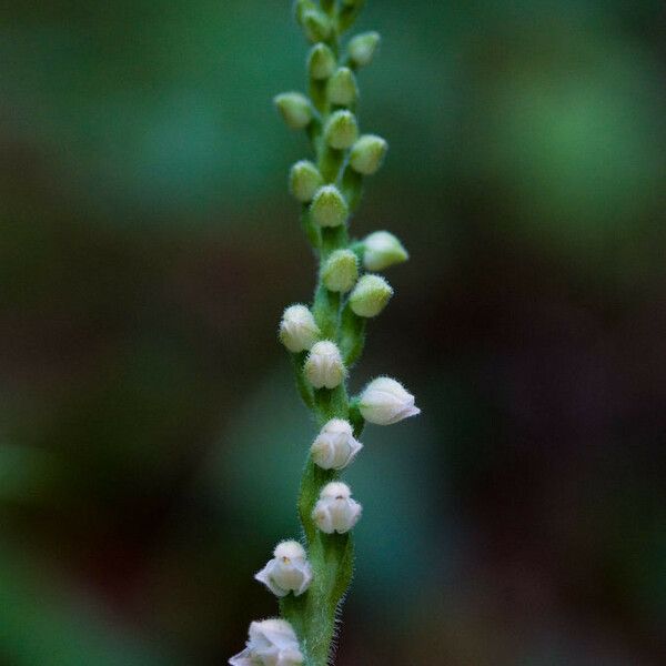 Goodyera tesselata Flower