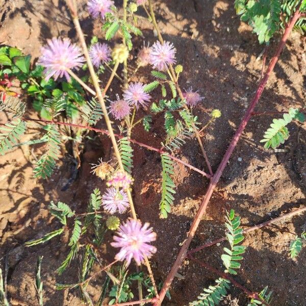 Mimosa quadrivalvis Flors