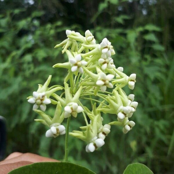 Asclepias exaltata Blomst