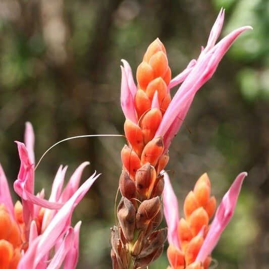 Aphelandra sinclairiana Kukka