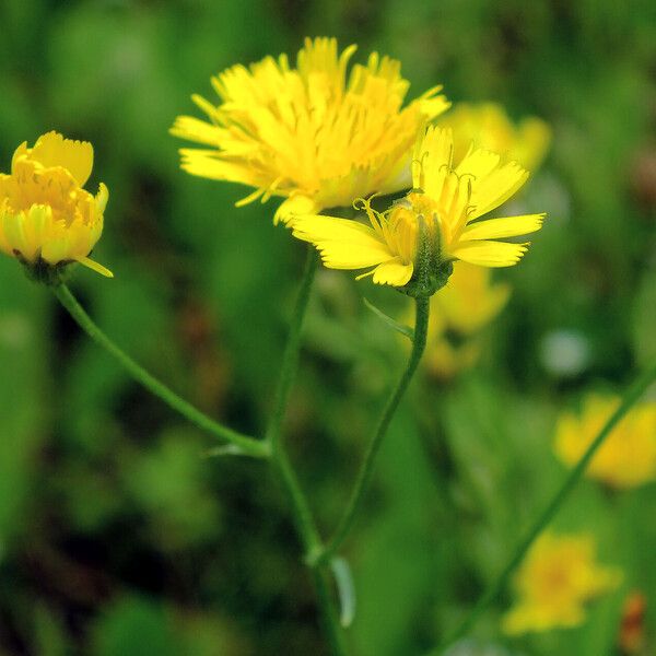 Crepis tectorum Çiçek