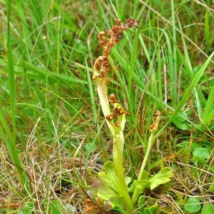 Botrychium simplex Vekstform